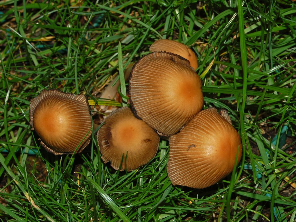 Un gruppetto di piccoli funghi (Coprinellus sp.)